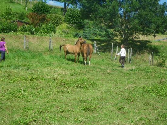 formation-etho-equine-22-07-24.jpg