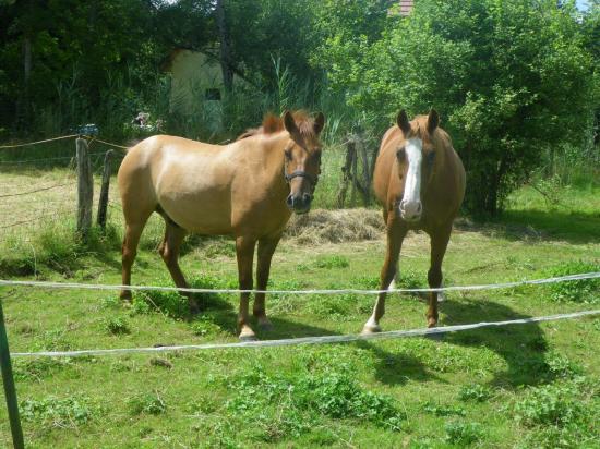 formation-etho-equine-22-07-8.jpg