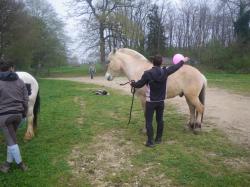 Désensibilisation au ballon rose fluo dans le calme et le respect du cheval