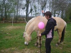 Désensibilisation au ballon rose fluo dans le calme et le respect du cheval