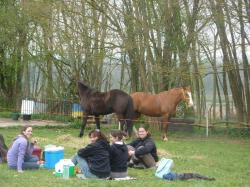 Pique-nique avec les chevaux